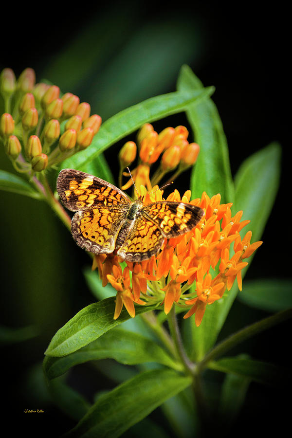 Butterfly on Flower Photograph by Christina Rollo