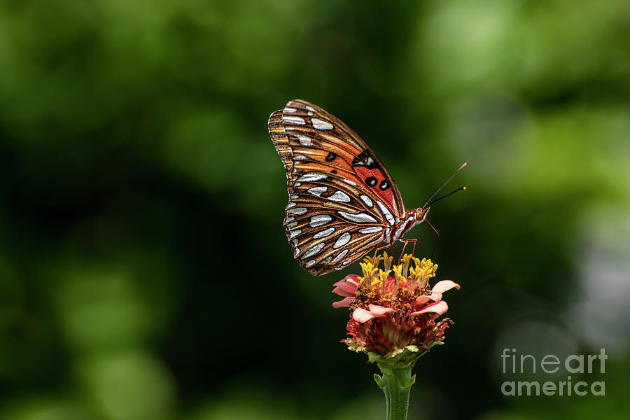 Butterfly on Flower Photograph by Edward Sobuta