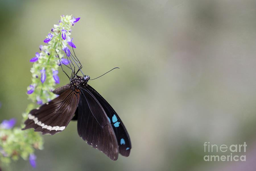 Butterfly Photograph - Butterfly On Flower by Eva Lechner