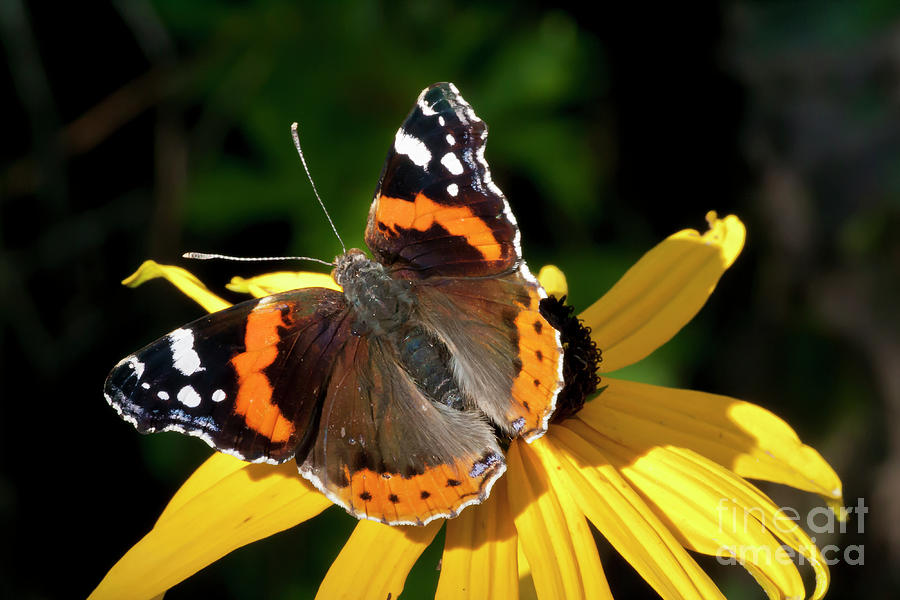 A Beauty - Butterfly on flower - Red Admiral  Photograph by Tatiana Bogracheva