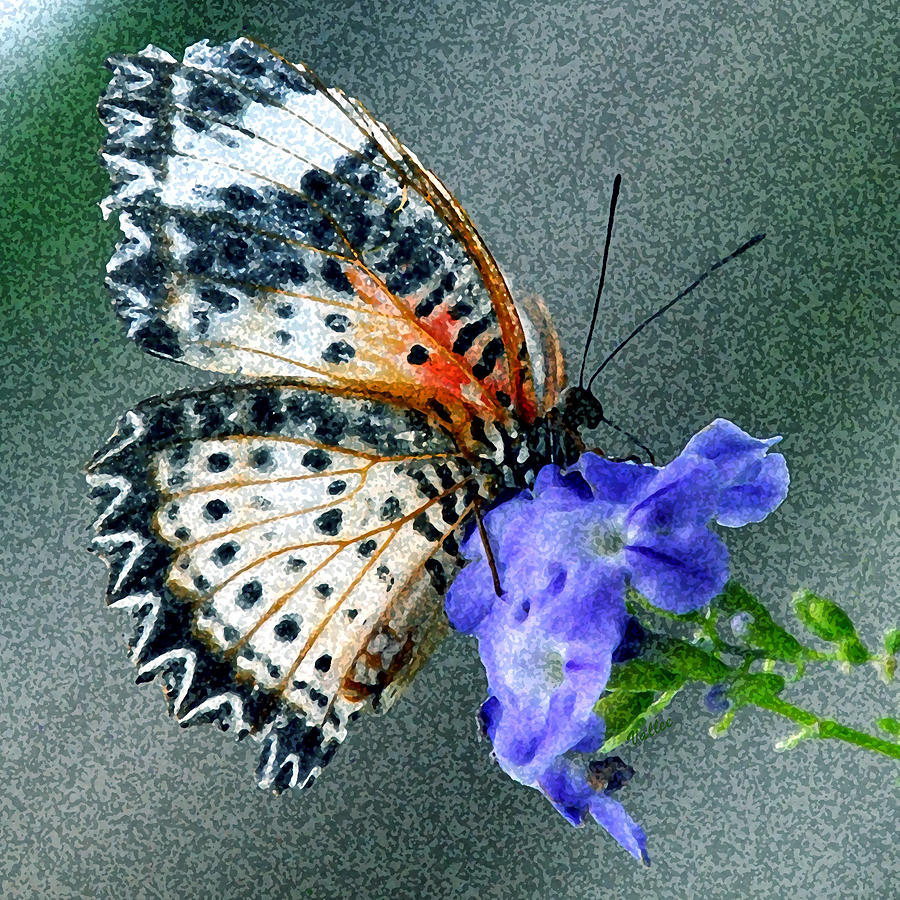 Butterfly on Flower Digital Art by Vallee Johnson