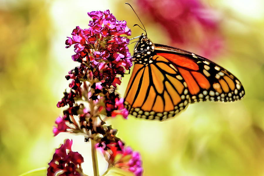 Butterfly On Flowers Photograph