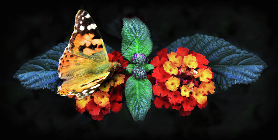 Butterfly on flowers in nature in Spring - Macro photo Photograph by Stephan Grixti