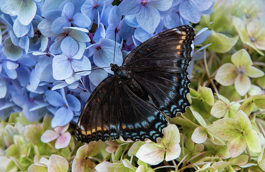 Butterfly on Hydrangeas Photograph by Martina Abreu