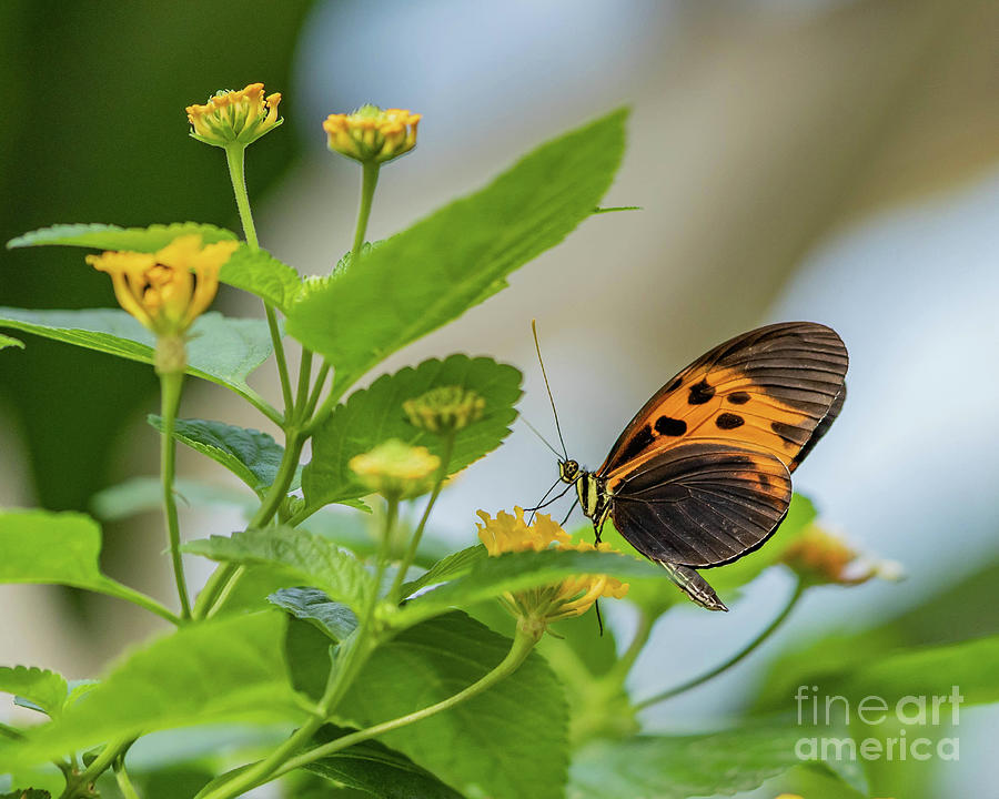 Butterfly on Lantana Photograph by Cathy Donohoue