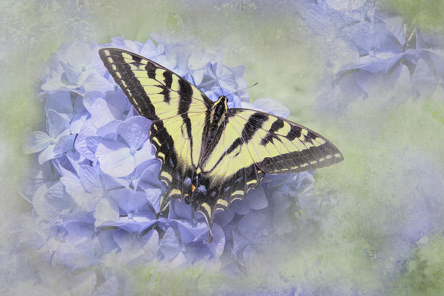 Butterfly on Lavender Hydrangea Flower Photograph by Jennie Marie Schell