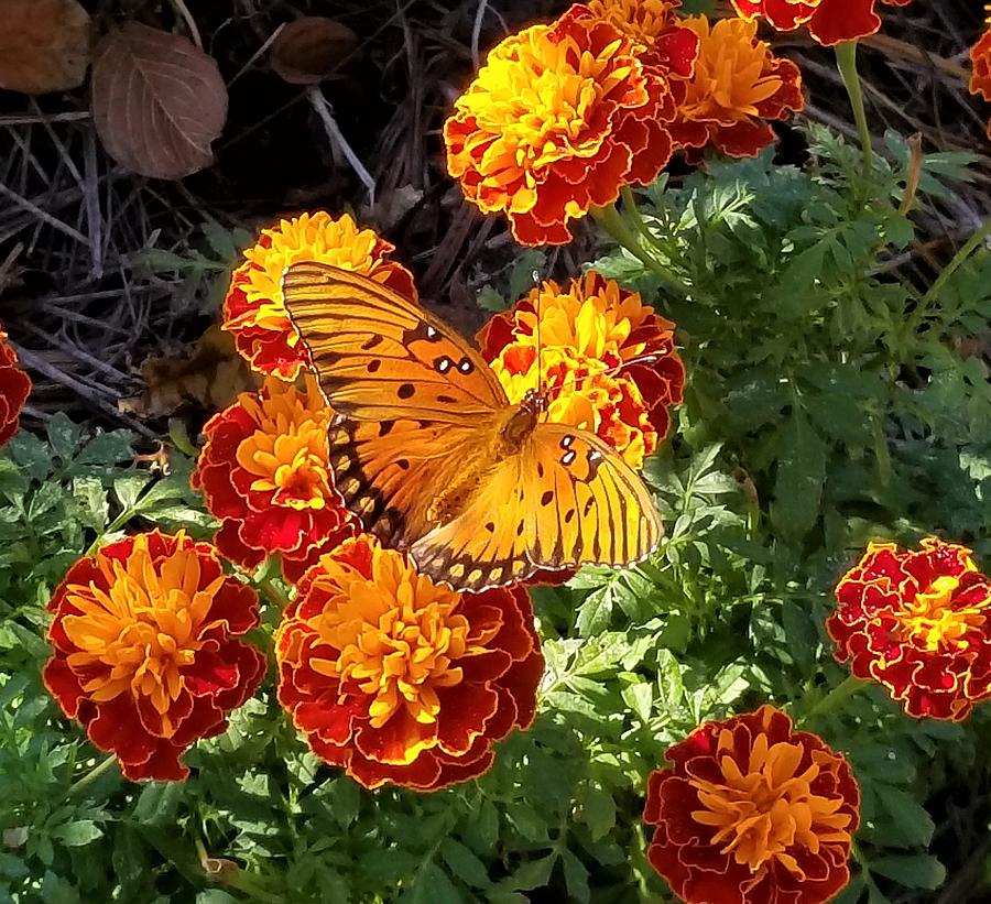 Butterfly on Marigolds Photograph by Debra Mrad - Fine Art America