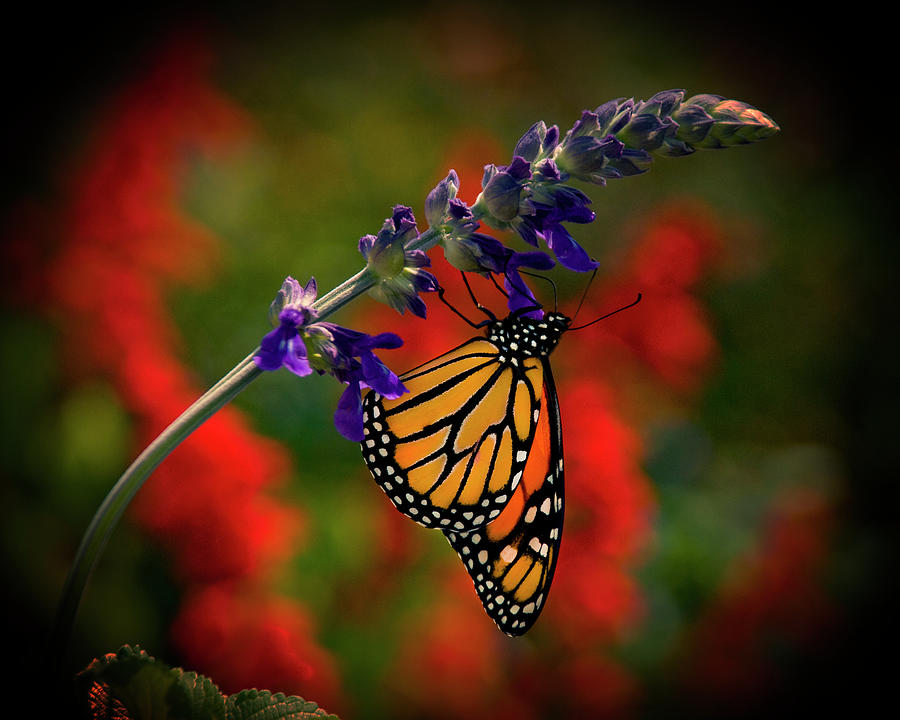 Butterfly on Purple Flower Photograph by Carolyn Hutchins