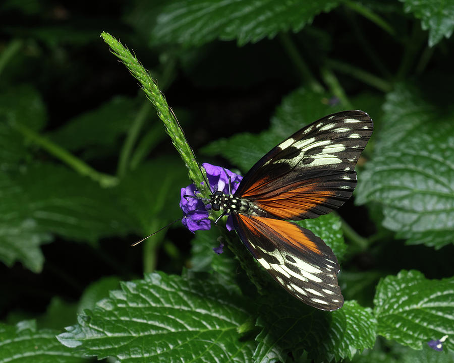 Butterfly On Purple Flower Photograph