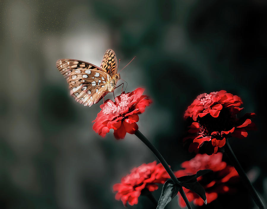 Butterfly on Red Flowers Photograph by Deborah Penland