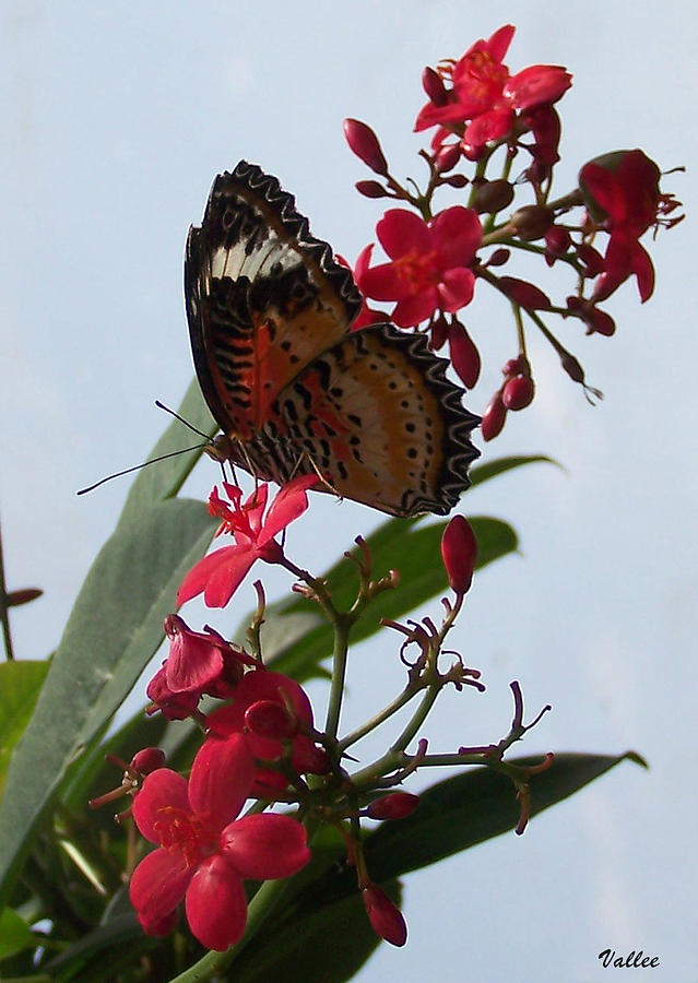Butterfly on Red Photograph by Vallee Johnson
