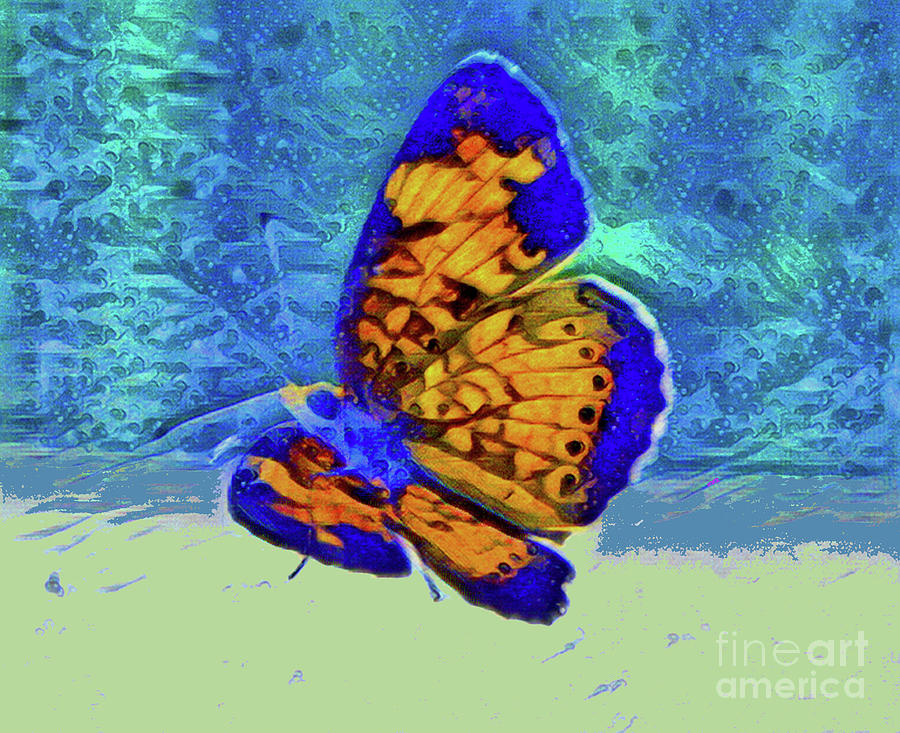 Butterfly on Screen II Photograph by Shirley Moravec