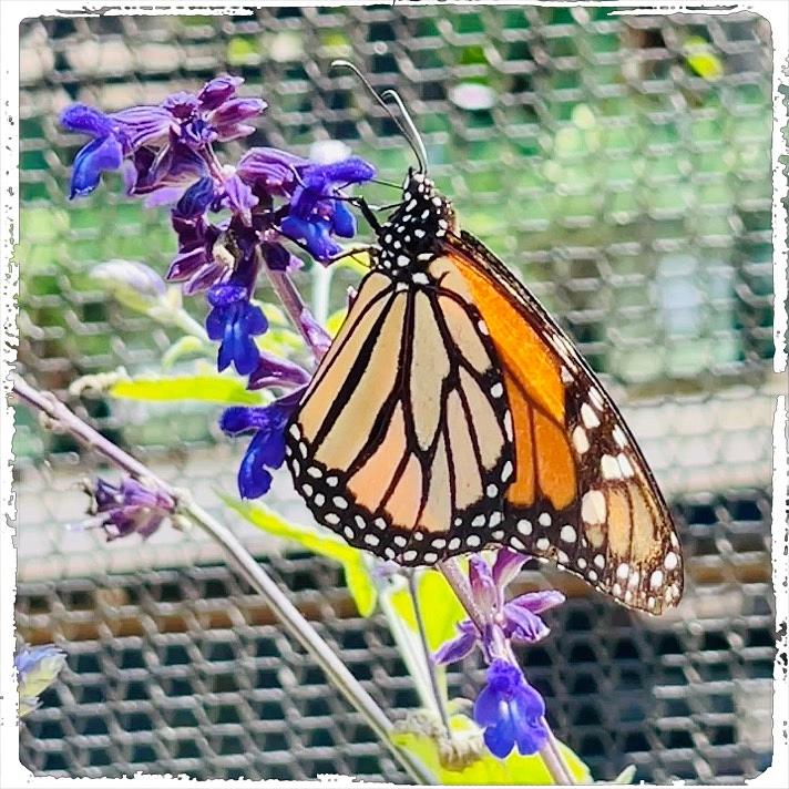Butterfly on Screen Digital Art by Kathleen Boyles