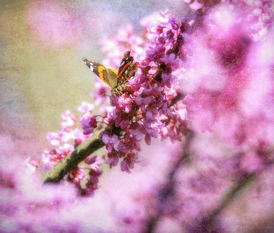 Butterfly Photograph - Butterfly On Spring Blossoms by Dan Sproul