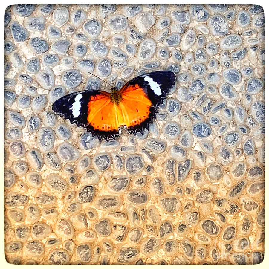 Butterfly on Stone Photograph by Wendy Golden