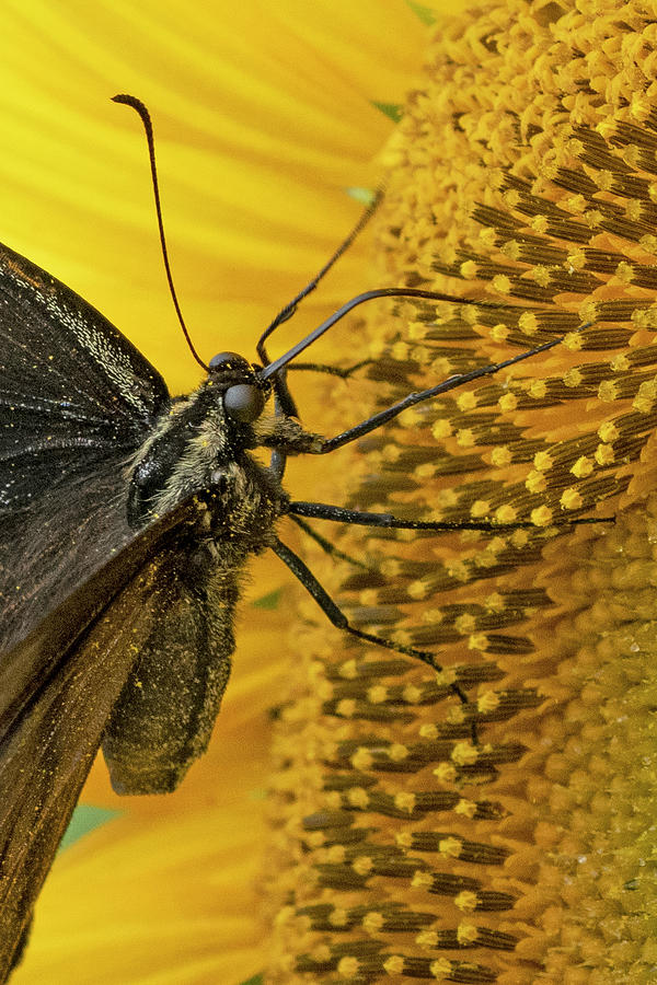 Butterfly on sunflower closeup Photograph by Jack Nevitt