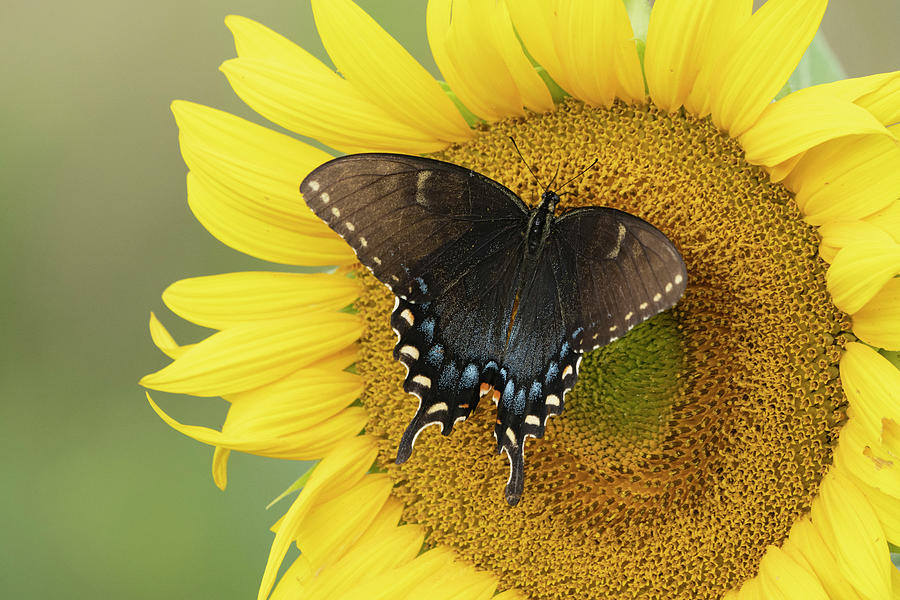Butterfly on sunflower Photograph by Jack Nevitt