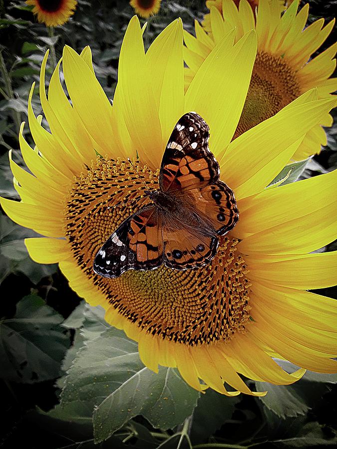 Butterfly on Sunflower Photograph by Karen McKenzie McAdoo