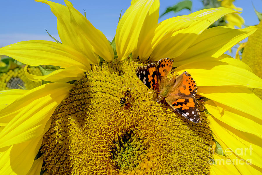 Butterfly on Sunflower Photograph by Michael Wheatley