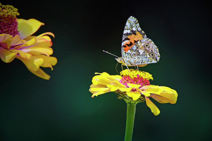 Tree Photograph - Butterfly on the Flower by James Steele