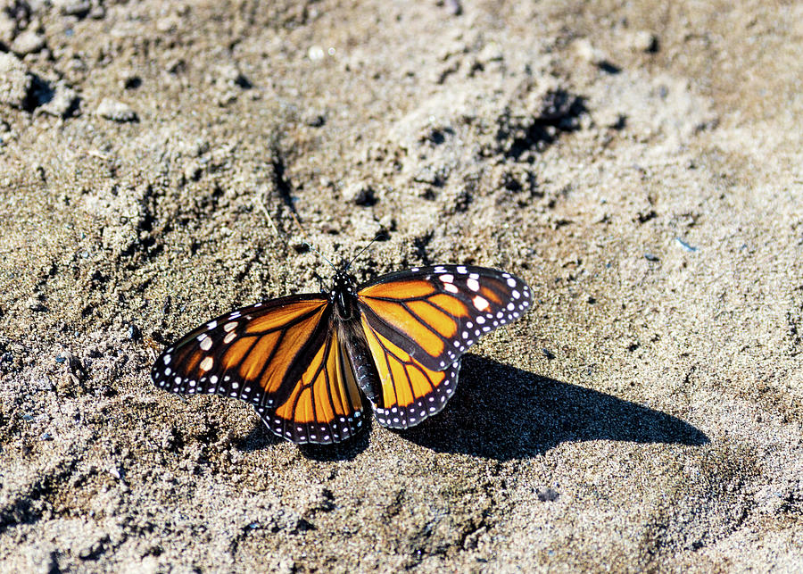 Butterfly on the Sand Photograph by Amelia Pearn