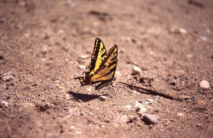 Butterfly on the sand Photograph by Lawrence Christopher