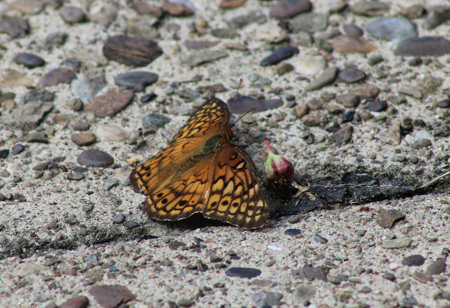 Butterfly on the Sidewalk Photograph by Christopher Reed