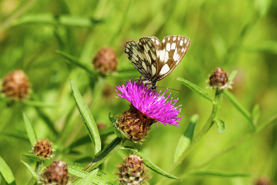Butterfly On Thistle Photograph by Tanya C Smith