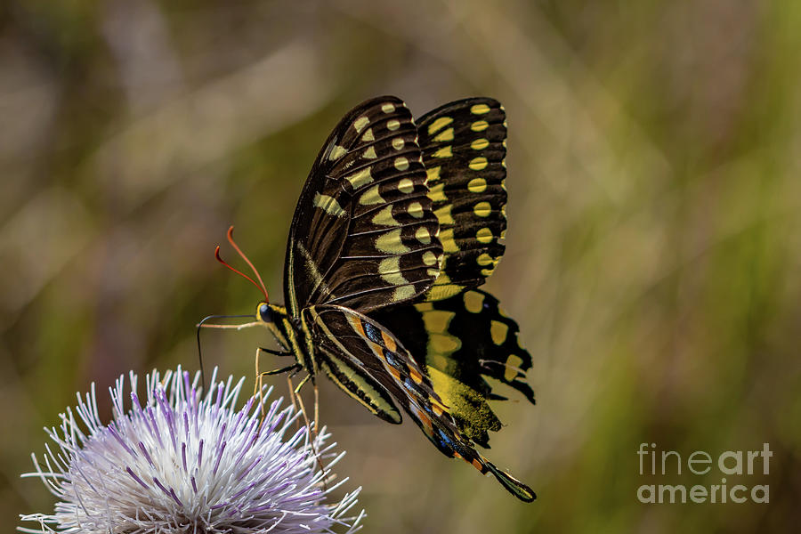 Butterfly on Thistle Photograph by Tom Claud