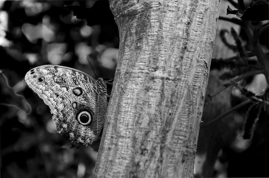 Butterfly on tree Photograph by Gergana Kirovska / FOAP