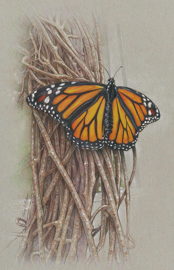 Butterfly on Vines Drawing by Terry Edeker Butterfly on Vines Drawing by Terry Edeker