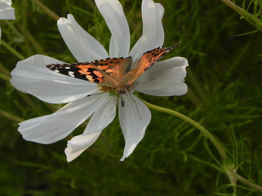 Butterfly on White Flower Photograph by Amanda R Wright
