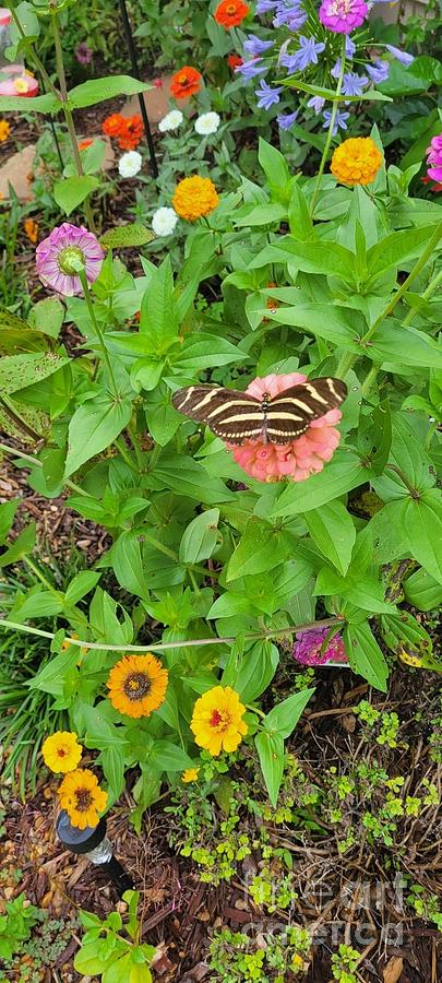 Butterfly on Wild Flowers I Photograph by Joe Roache