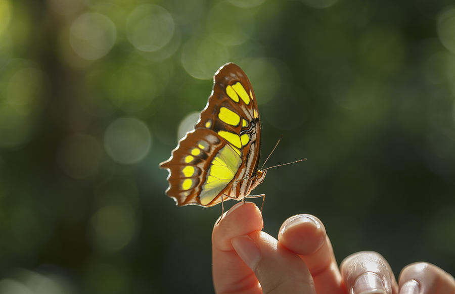 Butterfly on womans finger Photograph by Lost Horizon Images