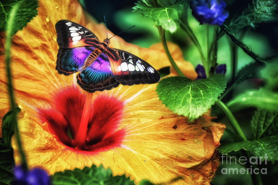Butterfly on yellow flower in Spring - Nature photo Photograph by Stephan Grixti