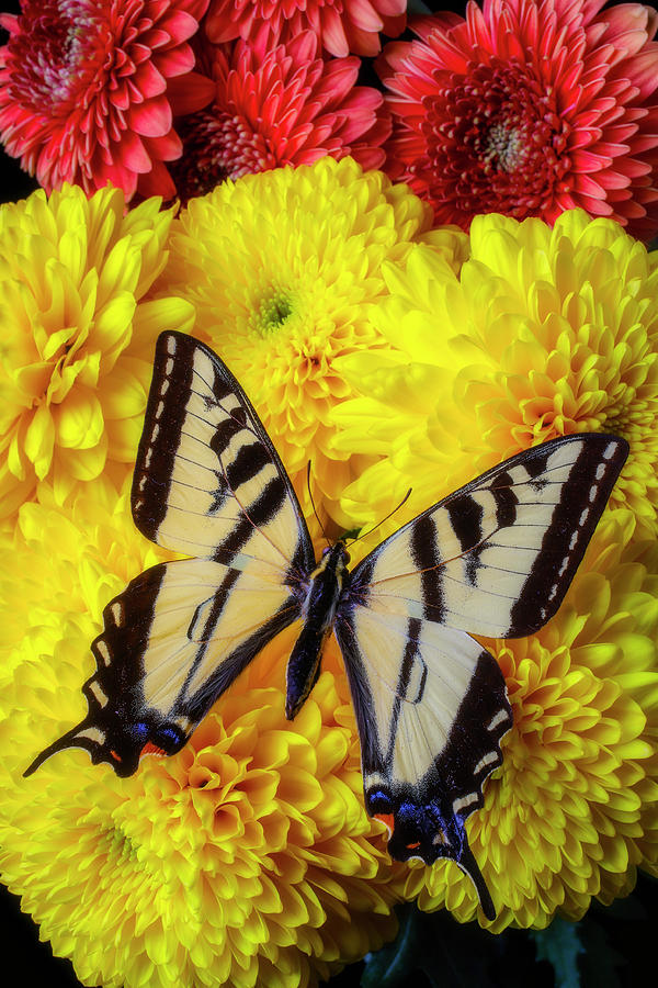 Butterfly On Yellow Mum Balls Photograph by Garry Gay - Fine Art America