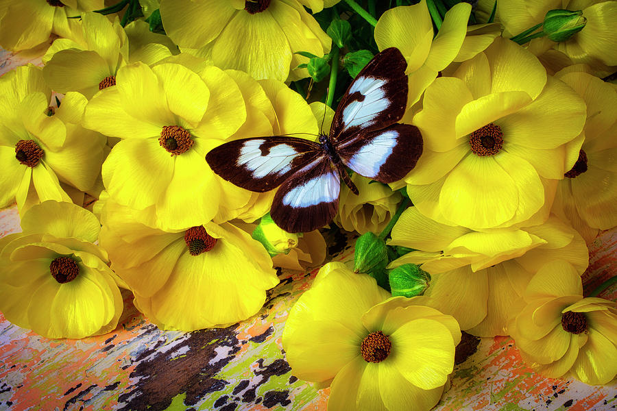 Butterfly On Yellow Ranunculus Photograph by Garry Gay