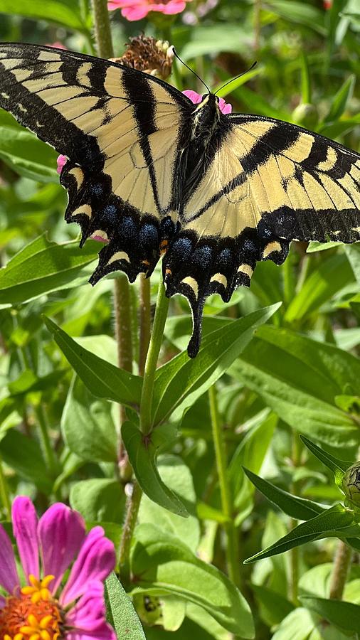 Butterfly on Zinnia 2 Photograph by AList Art Gallery Butterfly on Zinnia 2 Photograph by AList Art Gallery