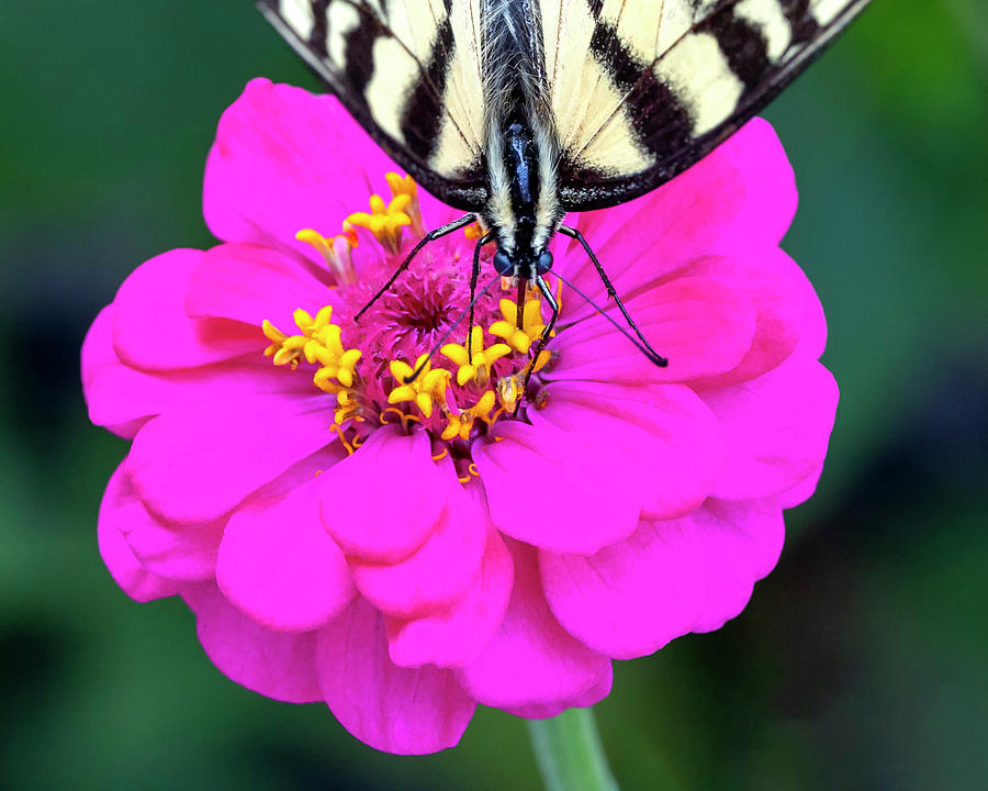 Butterfly on Zinnia Photograph by Deborah Penland