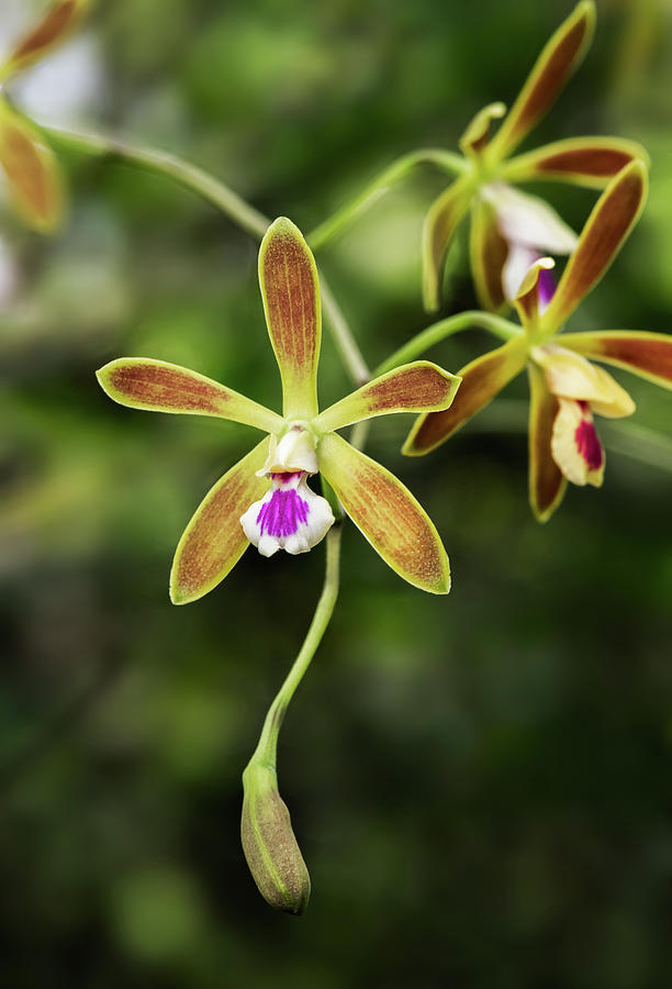 Butterfly Orchid Photograph by Rudy Wilms