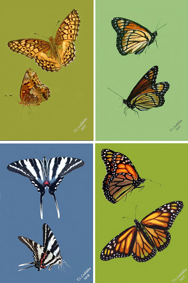 Butterfly Pairs Mixed Media by Judy Cuddehe