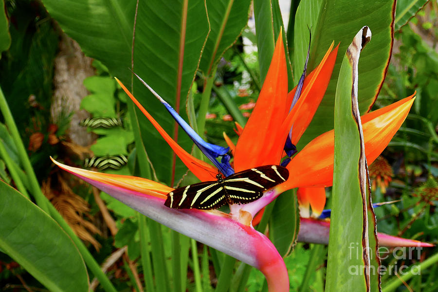Butterfly Paradise Photograph by Sean Griffin