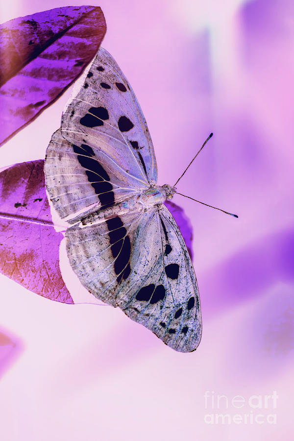 Butterfly pastels Photograph by Jorgo Photography