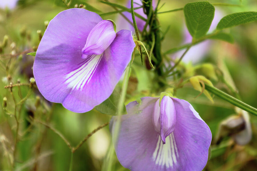 Butterfly Pea Bloom Photograph by Donna Kaluzniak - Fine Art America