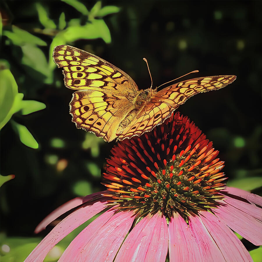 Butterfly Photograph - Butterfly by Pete Federico Butterfly Photograph - Butterfly by Pete Federico