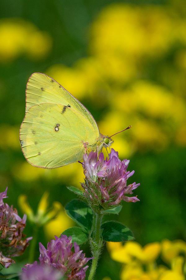 Butterfly Picnic Photograph by Linda Bonaccorsi