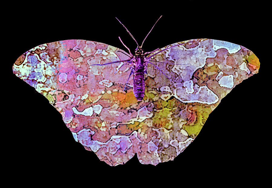 Butterfly Pink Photograph by David Coblitz