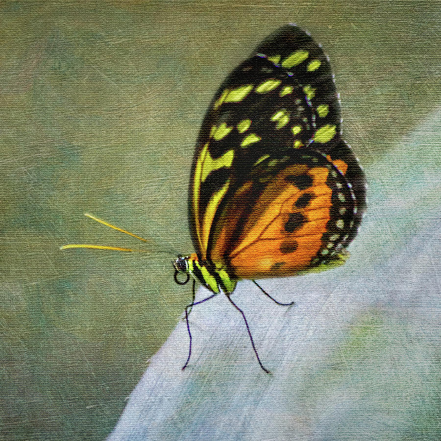 Butterfly Portrait Photograph