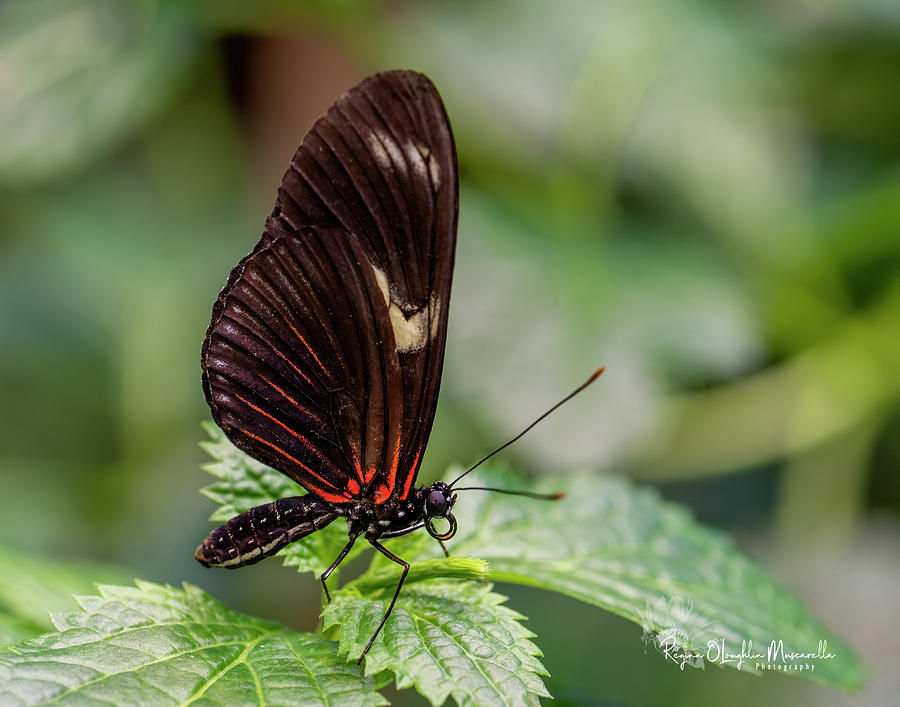 Butterfly, Posing Photograph by Regina Muscarella