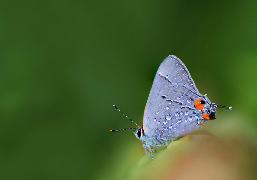 Dew Drops Photograph by Puttaswamy Ravishankar